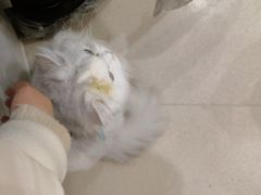 -共舞时光猫咖·狗咖(新街口店)
