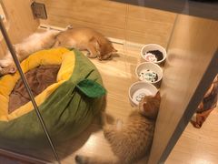 -屋虎猫馆(宝安大仟里店)