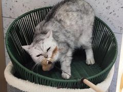 -喵园·猫主题咖啡厅·撸猫·猫咖(国贸店)