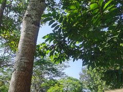 -中国科学院西双版纳热带植物园