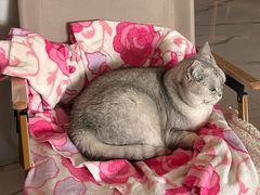 -博特宠物医院24h犬猫全科.骨科·异宠