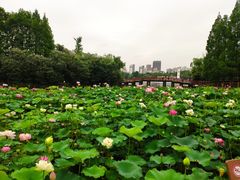 -黄兴公园