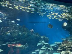 -海合安武汉极地海洋公园