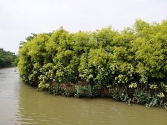 -大湾区中央湿地公园