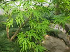 -秋霞圃