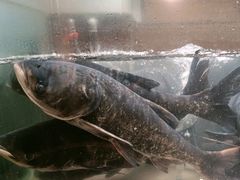 -上名堂·鱼头好吃(体育场路店)