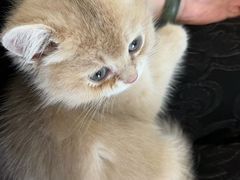 -欣宠猫屋·矮脚拿破仑·蓝金金渐层