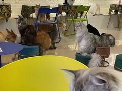 -平行世界·猫咖(首经贸店)