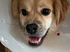 -宠爱国际动物医院· 猫科· 外科·中兽医(长白店)