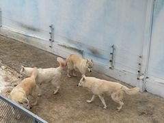 -大连森林动物园