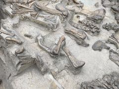 -自贡恐龙博物馆