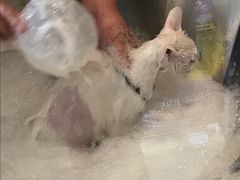 -PETKIT小佩宠物(古北店)