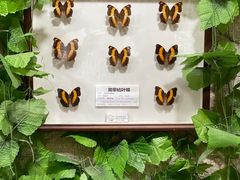 -上海大自然野生昆虫馆(东方明珠·爬宠昆虫探索中心)