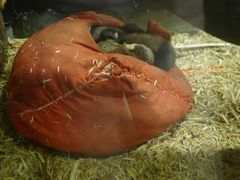 -上海大自然野生昆虫馆