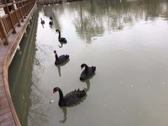 -溱湖国家湿地公园