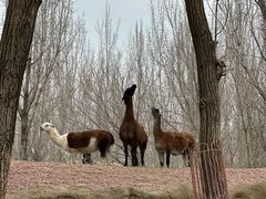 -北京野生动物园
