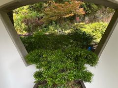 -十八棵（老龙井）御茶园(老龙井店)