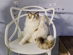 -喵屿·大理花园猫咖