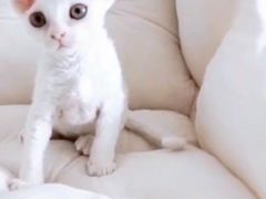 -十年猫舍·猫咪专门店(普陀店)