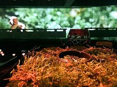 松露鳗鱼饭-地球美食剧场