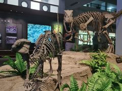 -自贡恐龙博物馆