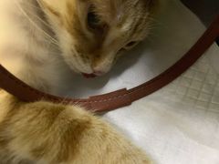 -德元·美联众合24小时动物医院(总院)