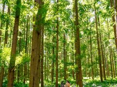 -黄海国家森林公园
