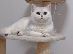 -糯米喵星人总部直营旗舰店·猫舍·幼猫出售