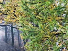 -白草畔自然风景区