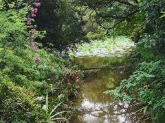 -南宁良凤江国家森林公园