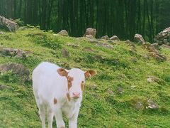 -硗碛藏寨·神木垒景区