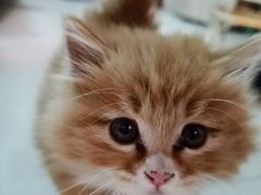 -中农国际动物医院24小时·猫科·骨科·急重症中心