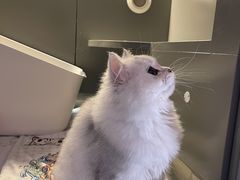 -猫大福·Fortune Cat猫舍(百子湾店)