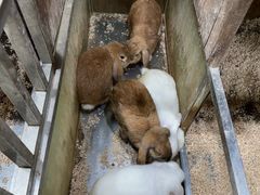 -上海大自然野生昆虫馆(东方明珠·爬宠昆虫探索中心)