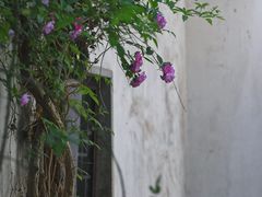 -艺圃