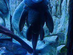 -上海海洋水族馆