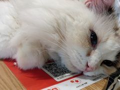 -藏猫猫咖啡主题馆(中央大道店)