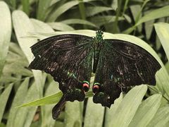 -北京国际鲜花港