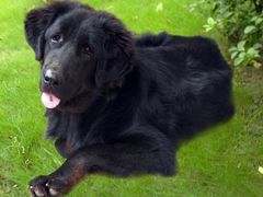 -沐沐家宠物(成寿寺店)