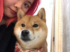 -柴迷FANS CLUB·柴犬狗咖·猫咖