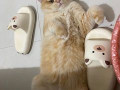 -麦当劳(桐乡润丰步行街店)