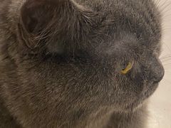 -遇见羊驼·奶狗咖·布偶猫咖·法斗柯基柴犬阿拉斯加(春熙路太古里IFS店)