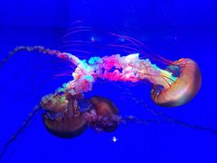 -上海海洋水族馆