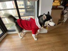 -Husky Go! 哈士奇体验馆·宠物咖啡厅狗咖