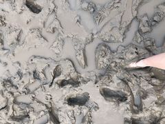 -北岐滩涂