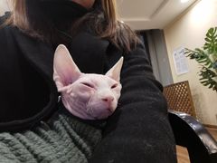 -猫友咖啡店(玉林西路店)
