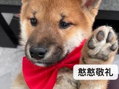 -美联众合动物医院·24h京西诊疗中心