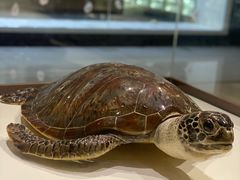 -青岛贝壳博物馆