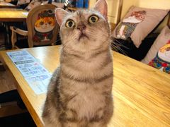 -more than meow吴止猫主题餐厅(承德 中船汇店)