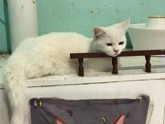 -猫小院猫主题餐厅(三里屯店)